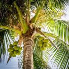 palmeras cocos