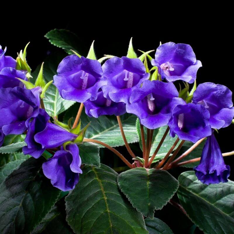 flor-violetas