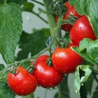 tomate-maduro